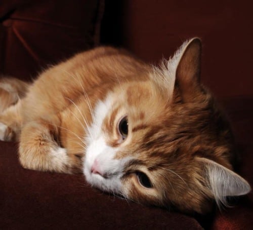 close photo Red-headed sick cat