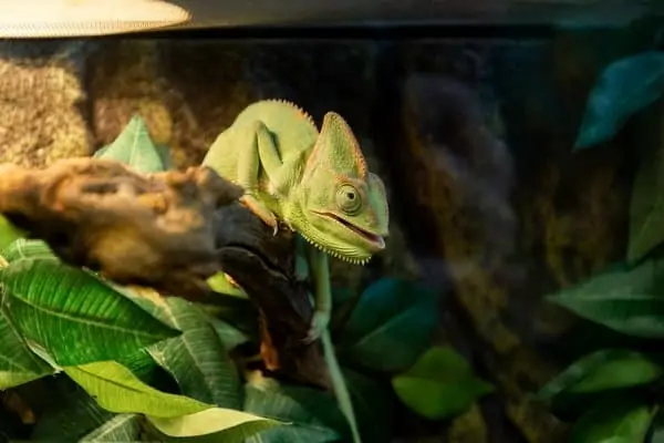 A chameleon on top of a tree branch inside of its enclosure