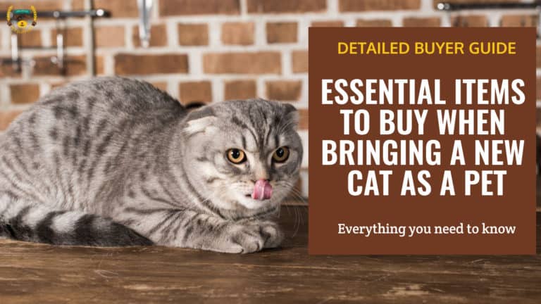 Essential Items To Buy When Bringing A New Cat As A Pet