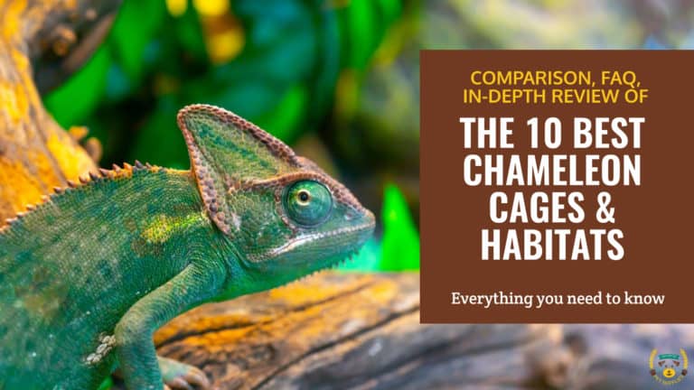 Green-Chameleon-in-terrarium-cage-with-text-THE-10-BEST-CHAMELEON-CAGES-HABITATS