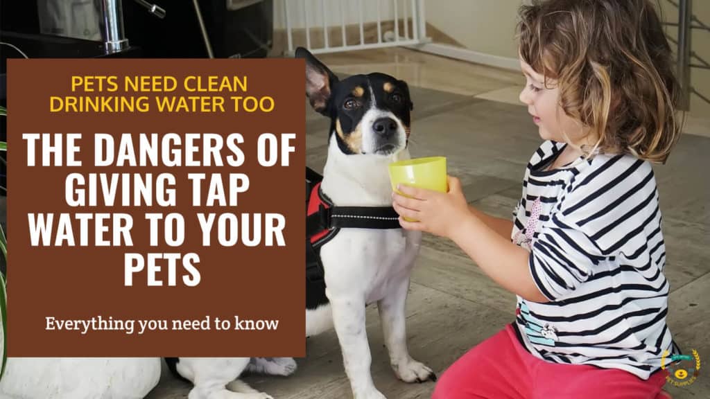 The Dangers of Giving Tap Water to Your Pets