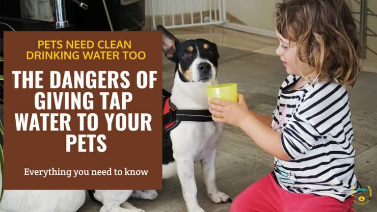Little girl giving the dog a drink