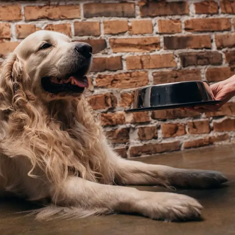 choosing dog food