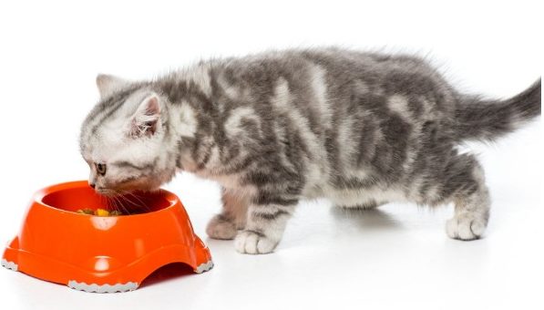 pretty grey cat eating on red bowl