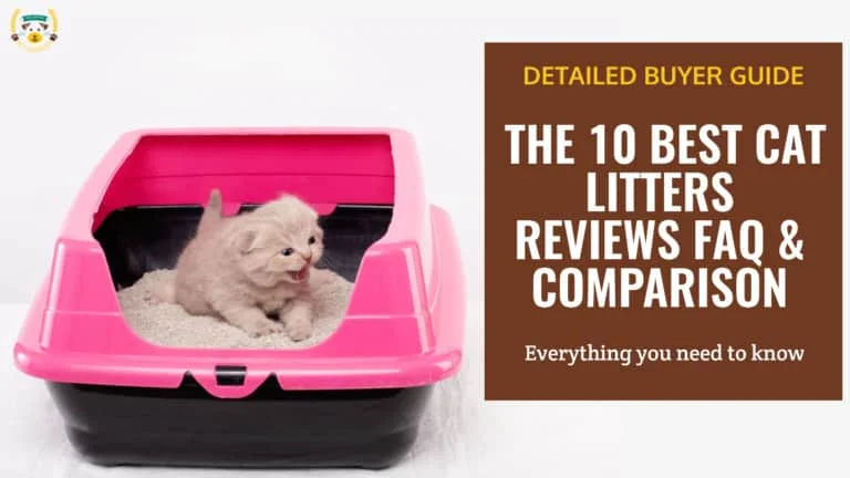 British kitten learns to use litter in a pink box With the text: The 10 Best Cat Litters For Multiple Cats