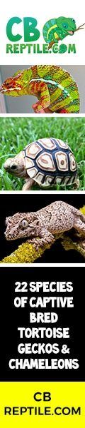 CBREPTILES BANNER
