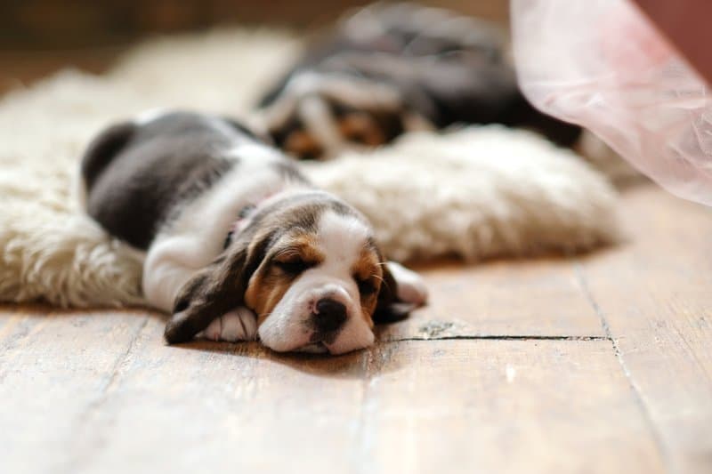 Little puppy on the floor