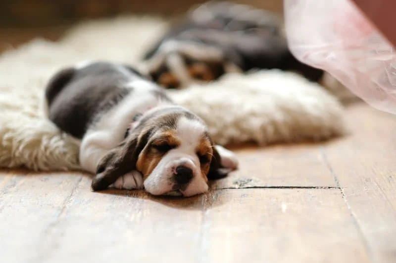 Little puppy on the floor