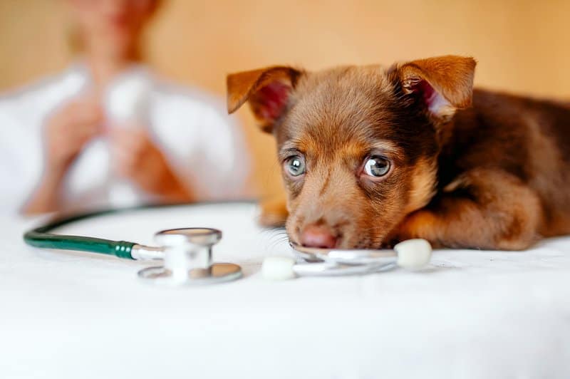 puppy at the vet, veterinary clinic