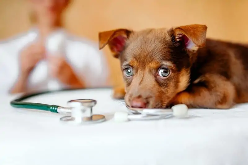 puppy at the vet, veterinary clinic