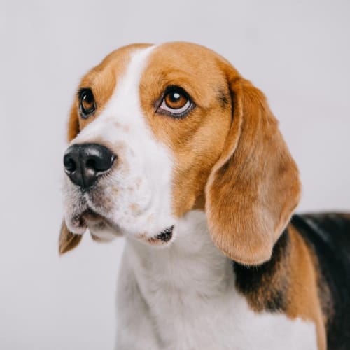 Anxious Dog