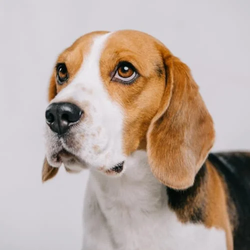 Anxious Dog
