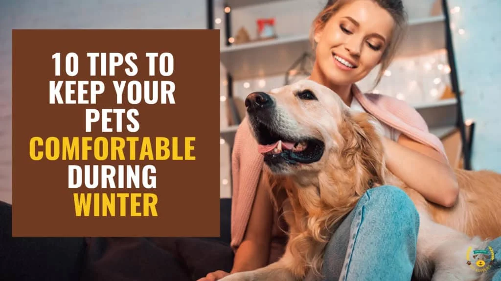 10 Tips to Keep Your Pets Comfortable During Winter