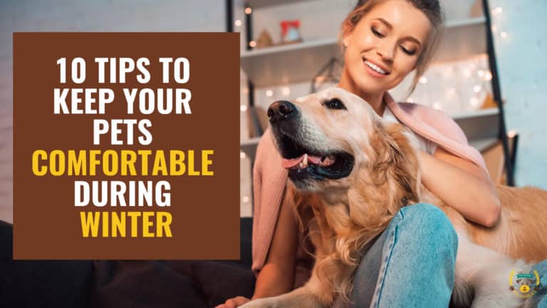 How to Keep Your Pets Comfortable During Winter