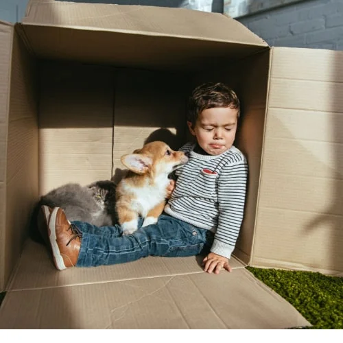 Pets inside cartoon indoor