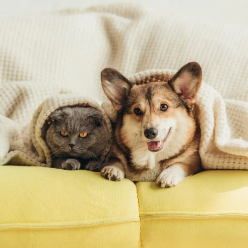 Cat And Dog In Bed