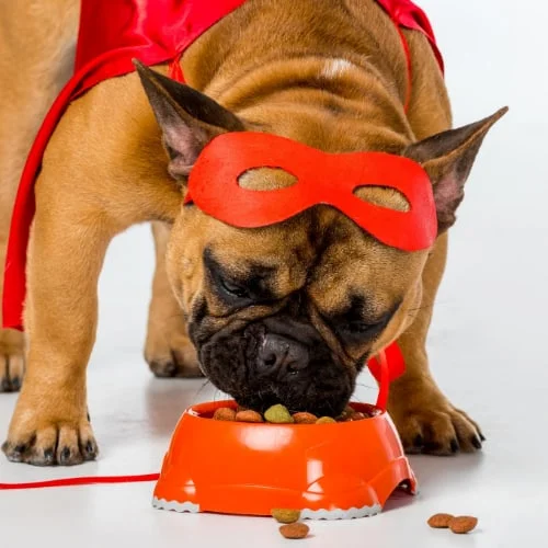 Dog Eating