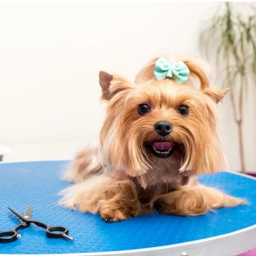 Dog Grooming