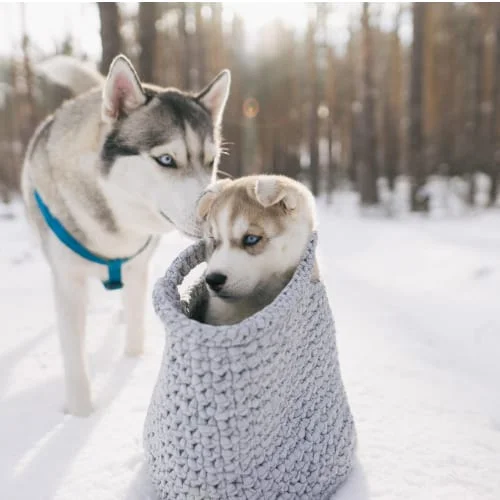 Dogs In Snow