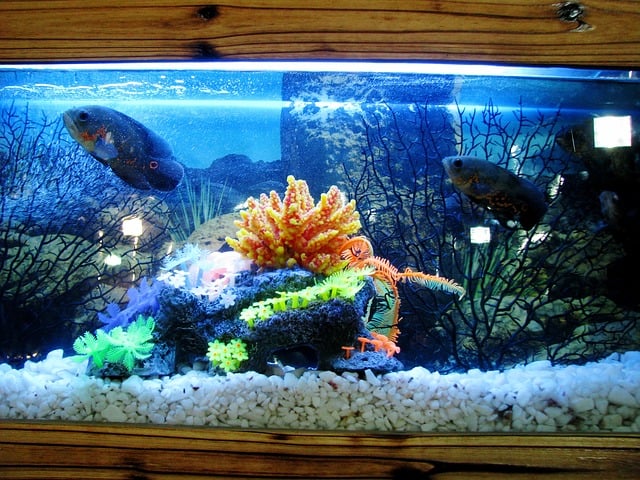 Best aquarium heater