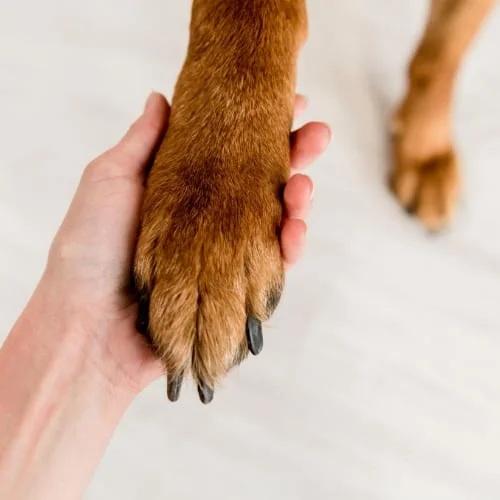 Man Holding Dog Paw