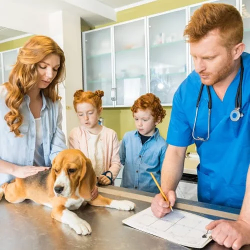 Veterinary Doctor Checking Dog