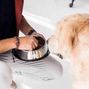 introduce hypoallergenic food to your dog