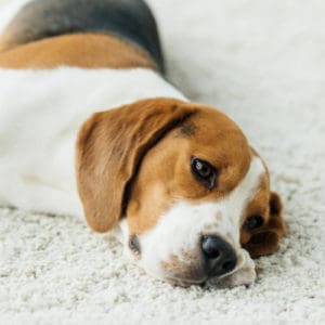 dog food allergies sad dog