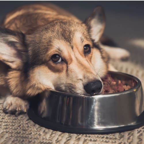 Sad dog laying on top of its food bowl