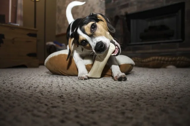 dog on bed chewing bone