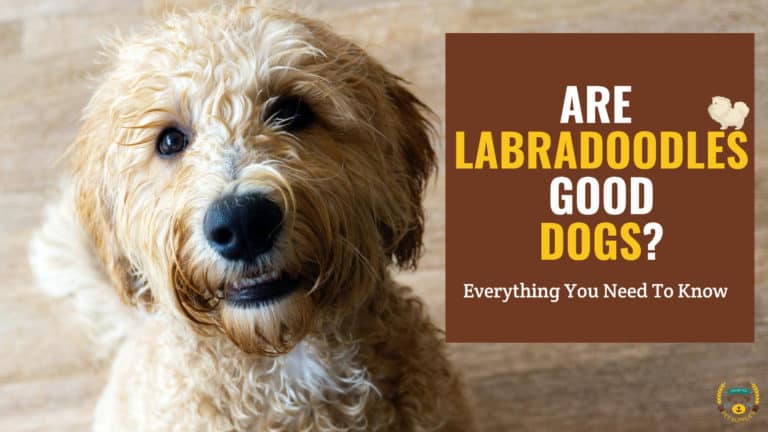 Are Labradoodles Good Dogs