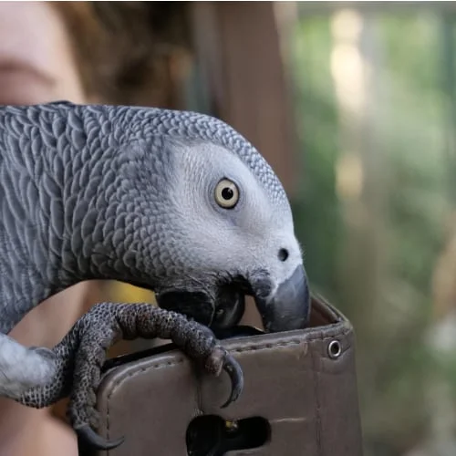 African Grey Parrot Toys
