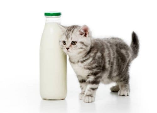 Best cat food for indoor cats