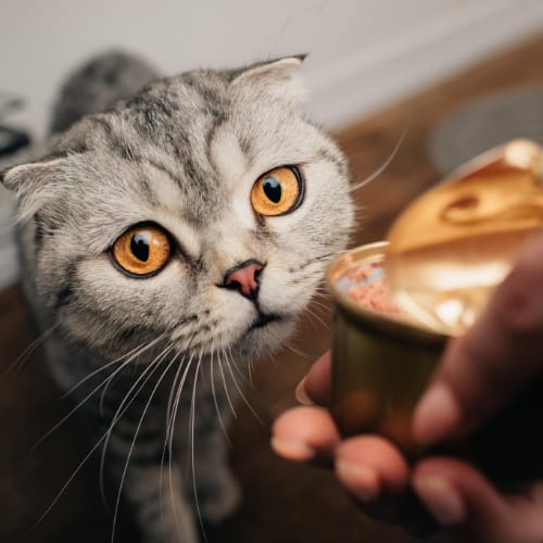 Best cat food for indoor cats