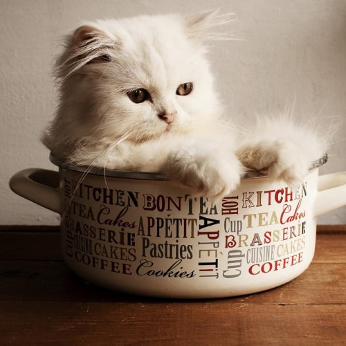 Best cat food for indoor cats