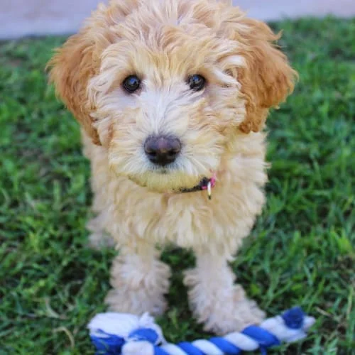 Puppy labradoodle on the grass with a tug toy in front of the puppy