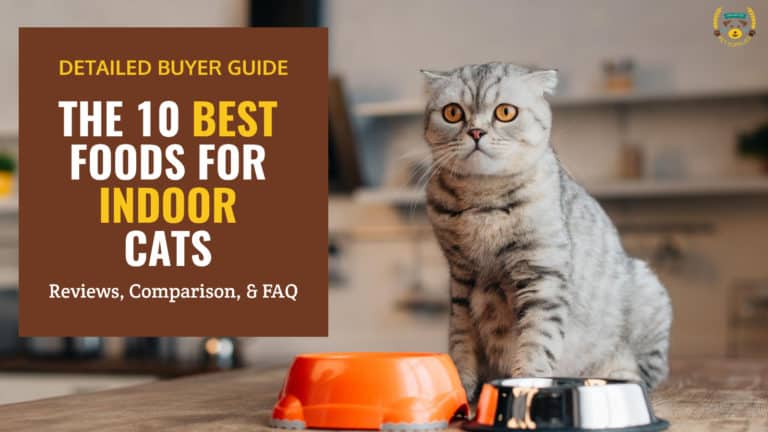 The 10 Best Foods for Indoor Cats Reviews