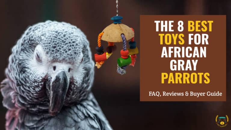 Best toys for African gray parrots