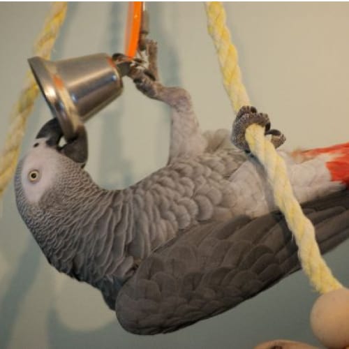 Toys For African Grey