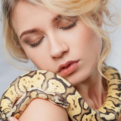 Ball Python Care Sheet,Ball Python Care