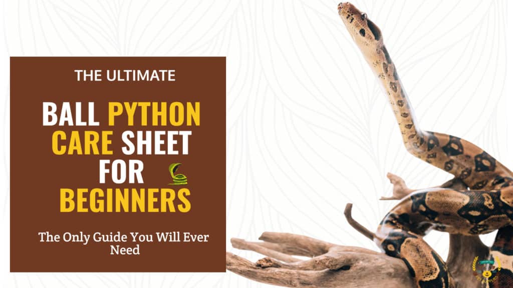 The Ultimate Ball Python Care Sheet For Beginners