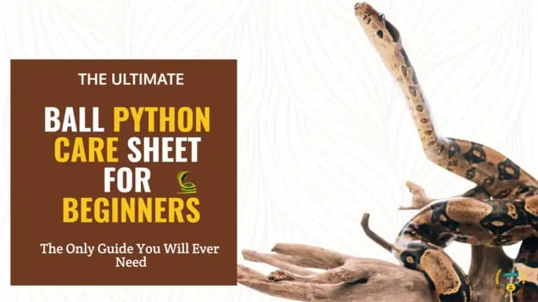 Ball python care sheet for beginners