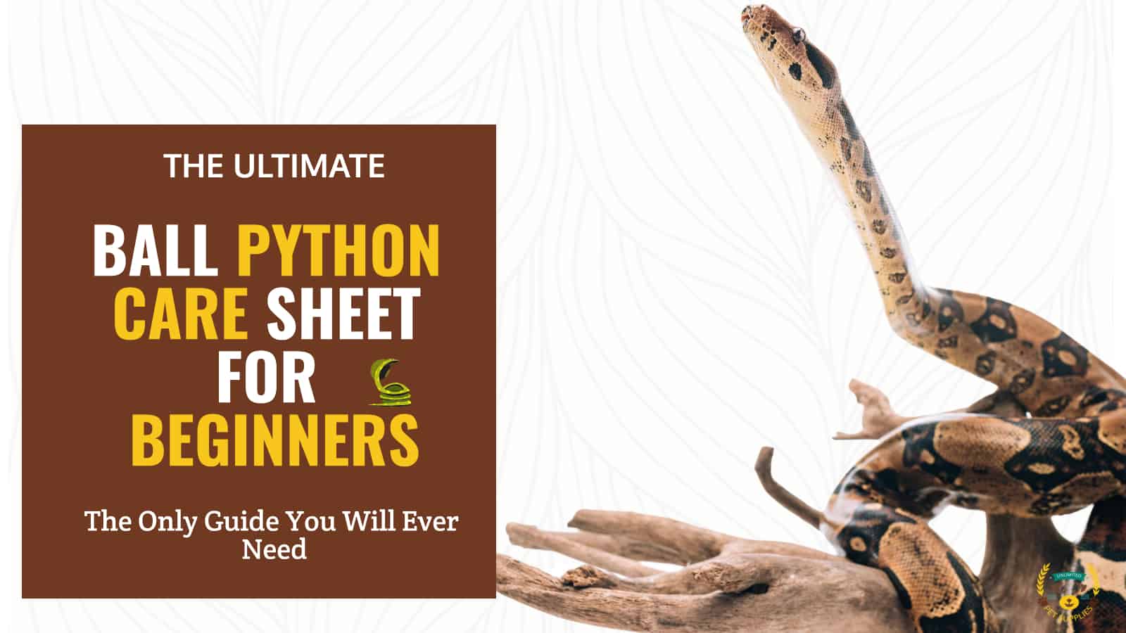 The Definitive Beginner Ball Python Care Sheet [Updated 2023]