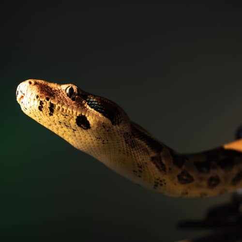 A ball python in a dim room