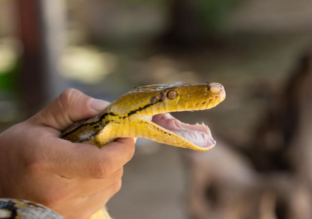 A person holding a call python's head in the outdoors