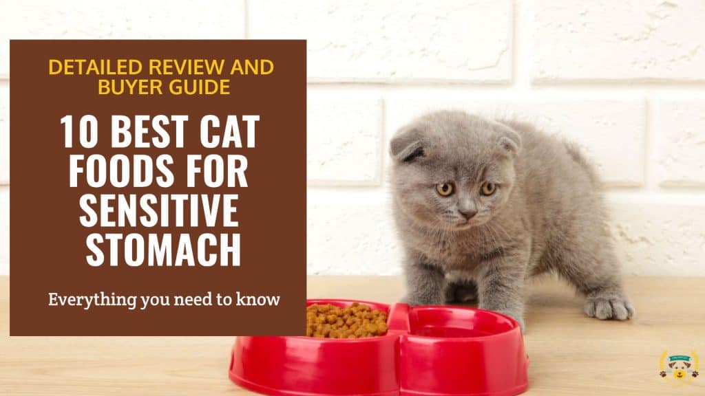 10 Best Cat Foods For Sensitive Stomach Comparison, Guide & Reviews