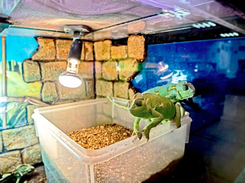 Two chameleons inside an enclosure with a light and other things