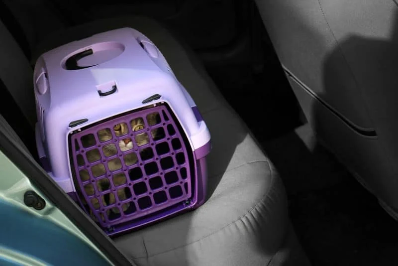 best cat carrier