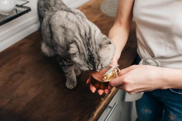 Best cat food for sensitive stomach