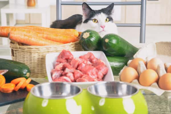 best cat food for sensitive stomach
